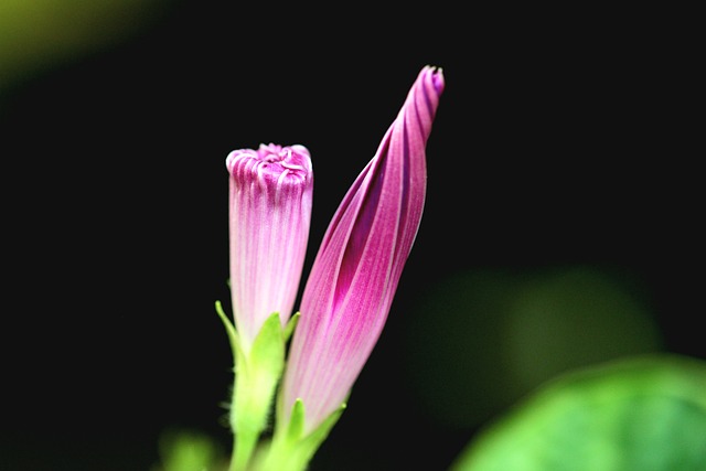 Free Morning Glory Purple photo and picture