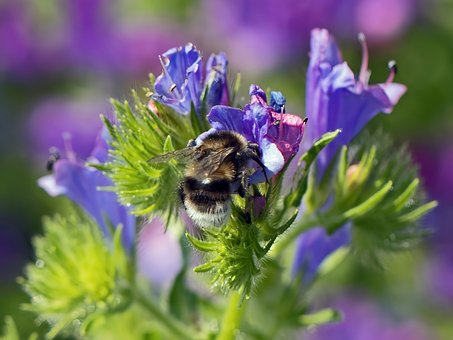 Free Bumblebee Flower photo and picture