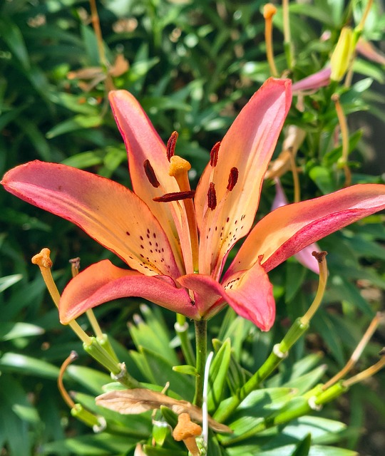Free Lily Flower photo and picture
