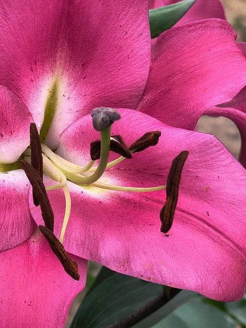 Free Lily Flower photo and picture