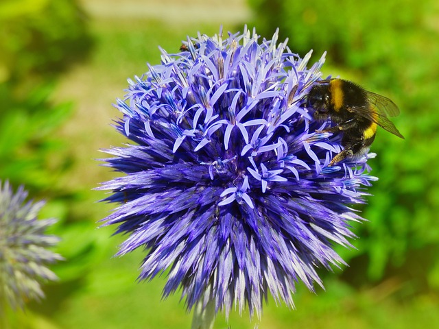 Free Flower Bumblebee photo and picture