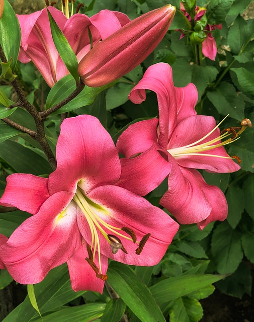 Free Lilies Pink Flowers photo and picture