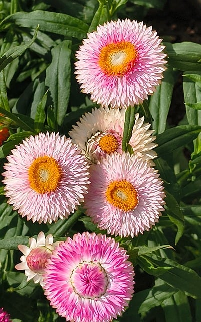 Free Everlastings Flowers photo and picture