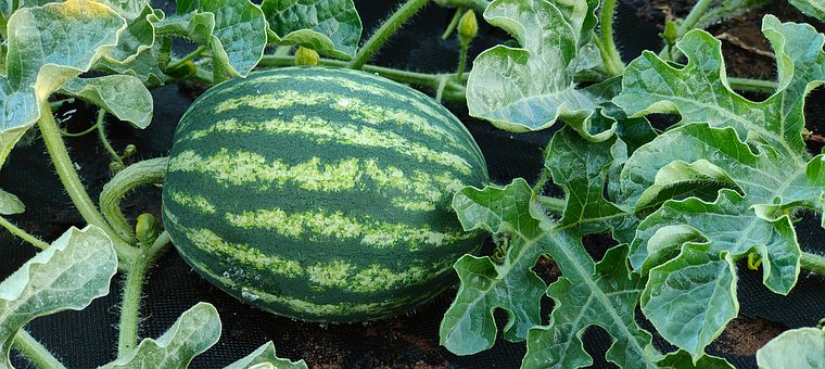 Melon, Have, Plante, Udenfor, Frugt
