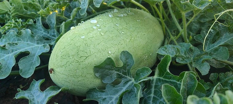 Melon, Vandmelon, Frugt, Have, Plante