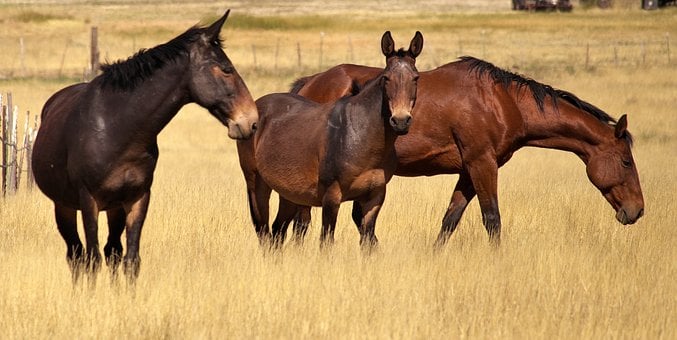 Free Horses Animal photo and picture