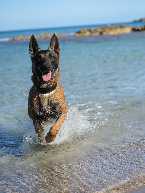 Free Malinois Belgian Shepherd photo and picture
