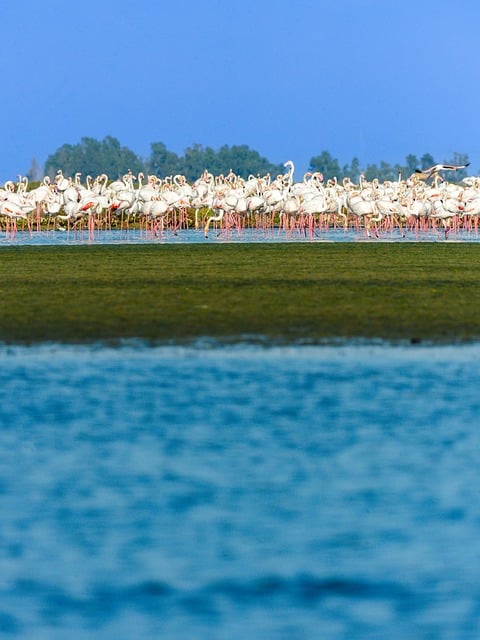 Free Flamingo Delta photo and picture