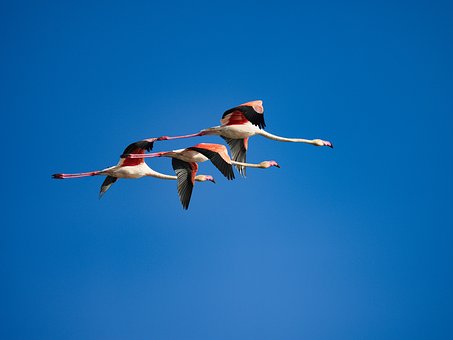 Free Flamingo Flying photo and picture