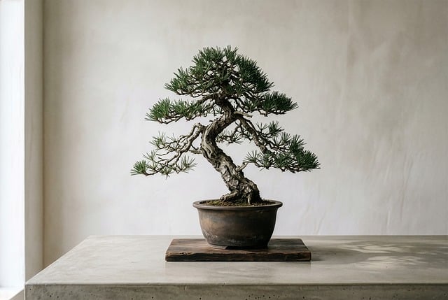 Free bonsai tree plant illustration