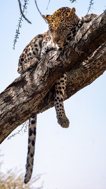 Leopardo, Escalada De Árboles, Durmiendo