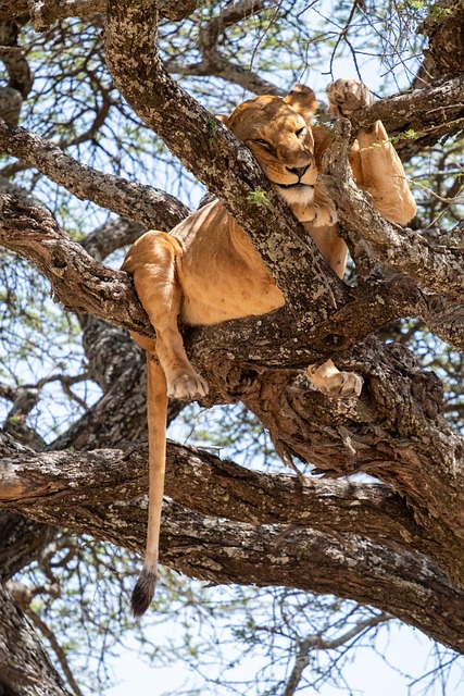León, Árbol, Durmiendo, Safari, África