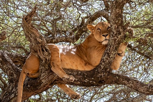 León, Árbol, Sabana, Gran Felino