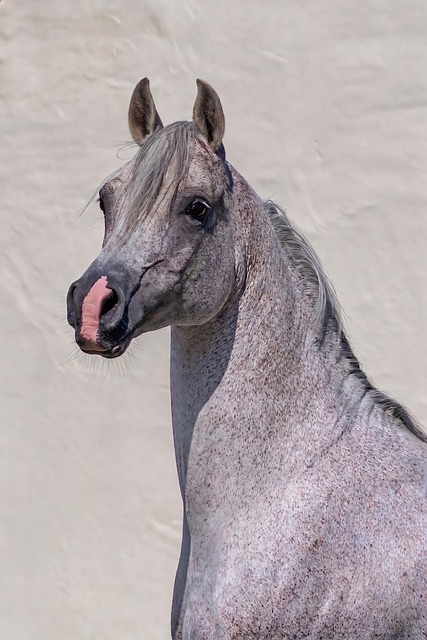Free Horse Arabian photo and picture