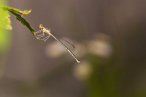 Libelle, Insekt, Natur, Flügel