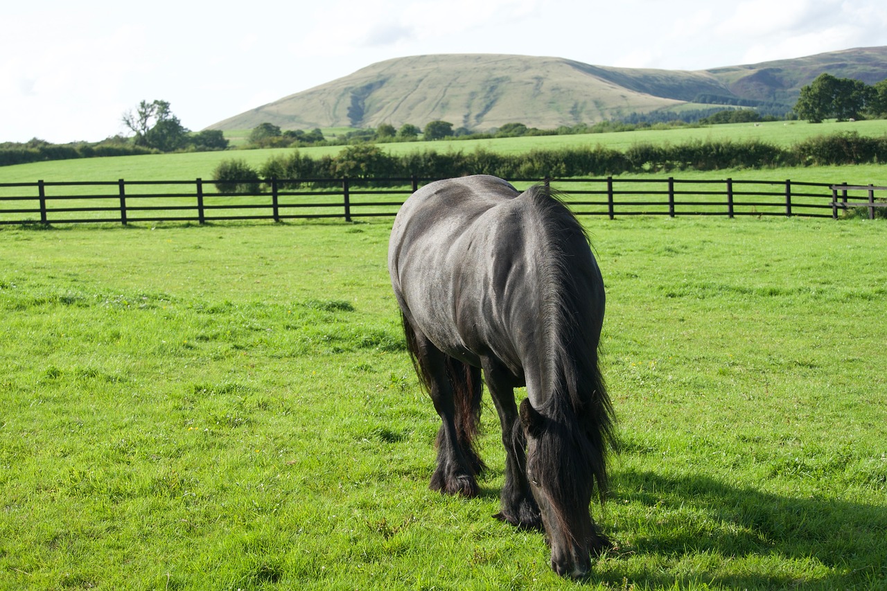 Download free HD stock image of Horse Grazing Free Horse Grazing photo and picture