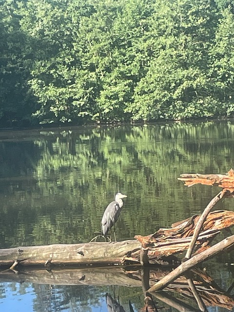 Free Heron Water photo and picture