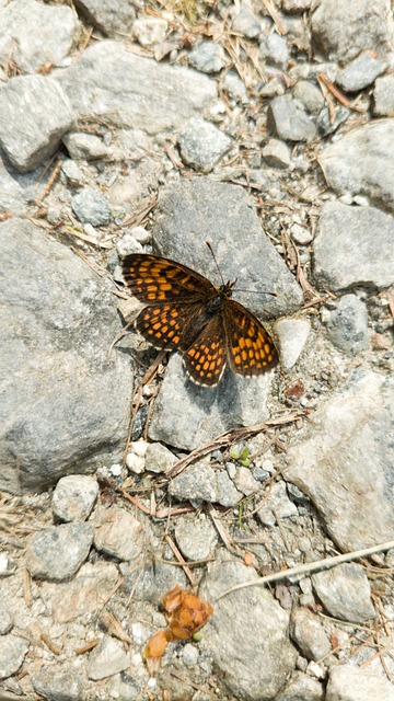 Free Butterfly Nature photo and picture