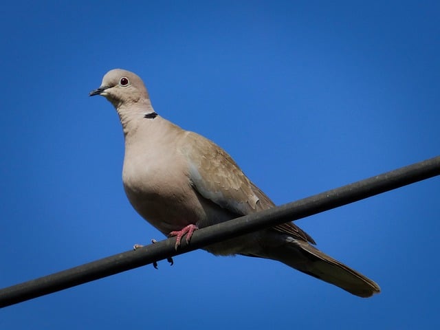Free Pigeon Bird photo and picture