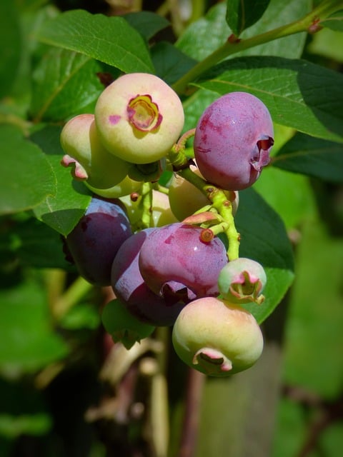 Free Blueberries Ripening photo and picture