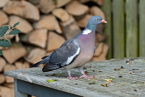 Free Pigeon Purple photo and picture