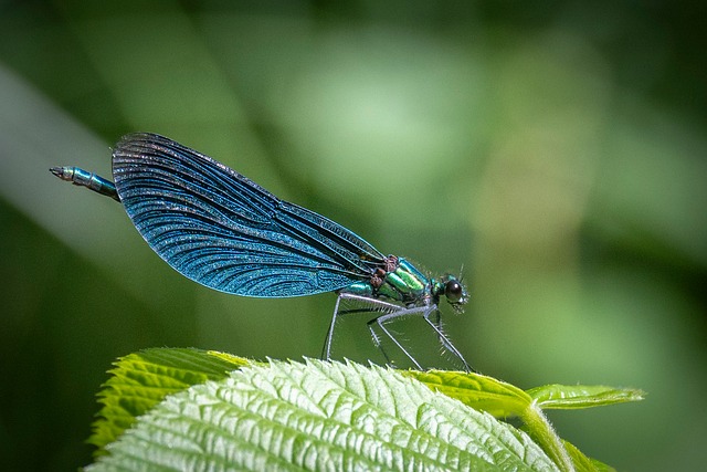 Free Dragonfly Blue photo and picture
