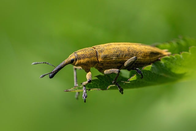 Free Nature Weevil photo and picture