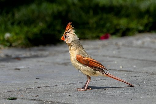 Free Nature Bird photo and picture