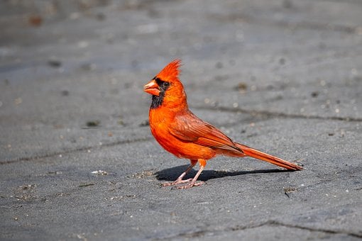 Free Northern Cardinal Male Bird photo and picture