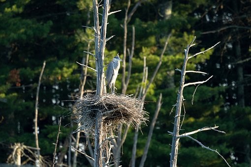 Free Birds Nests photo and picture
