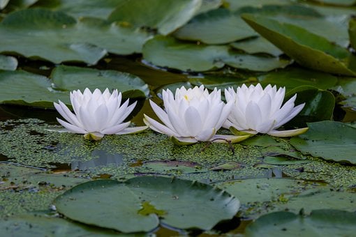Free Water Lily White photo and picture