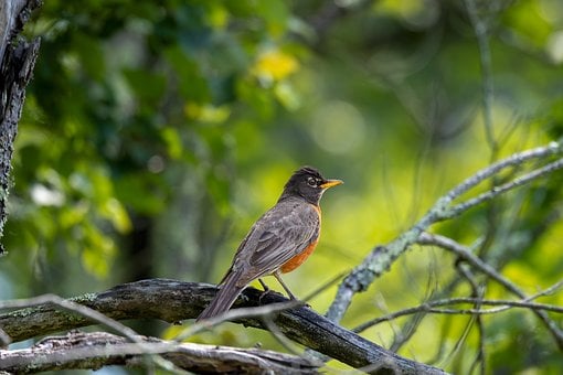 Free Bird Nature photo and picture