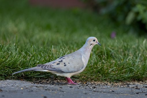 Free Dove Bird photo and picture
