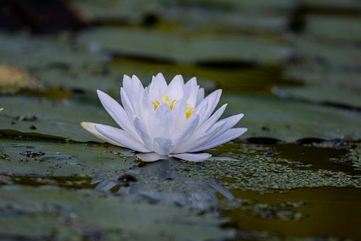 Free Water Lily Flower photo and picture