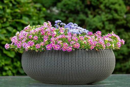 Free Flowerpot Colorful Flowers photo and picture