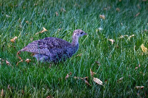 Pavo, Polluelo, Fauna Silvestre