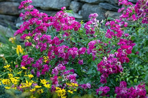 Free Roses Garden photo and picture