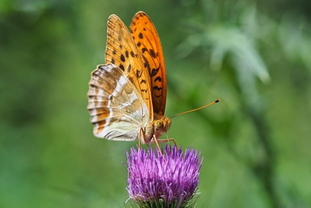 Free Butterfly Thistle photo and picture