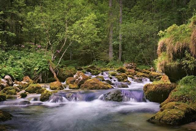 Natureza, Riacho, Floresta, Musgo, Rio