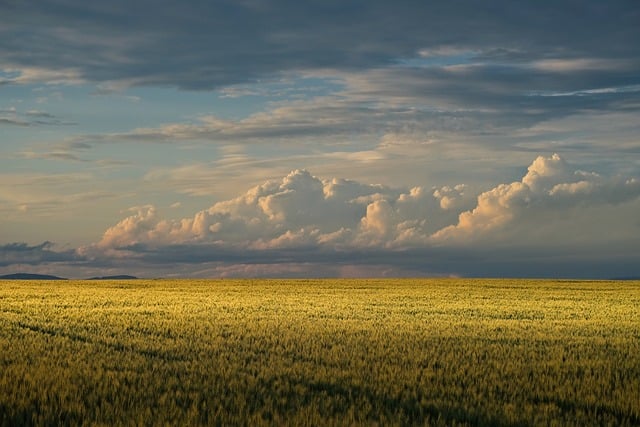 Free Wheat Field Dramatic Sky photo and picture