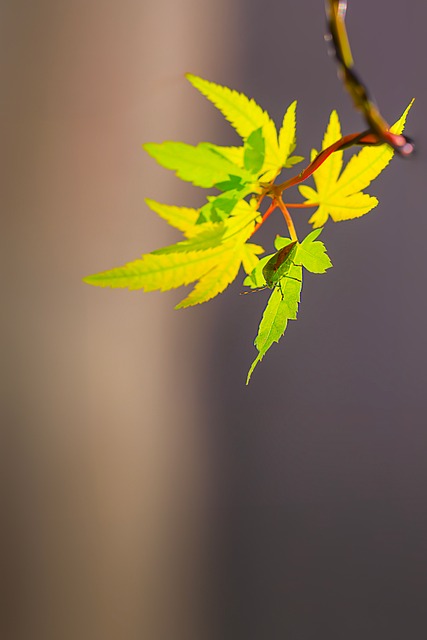 Laubblatt, Grün, Natur, Zweig, Makro