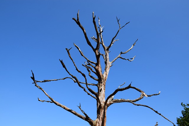 Árvore, Morto, Ramos, Céu, Natureza