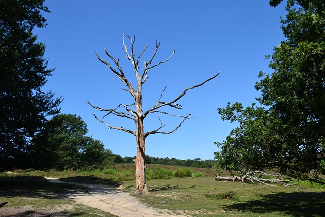 Árvore, Seco, Natureza, Casca, Árvores
