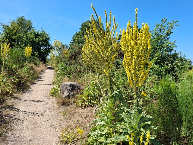 Natural, Planta, Caminho, Amarelo