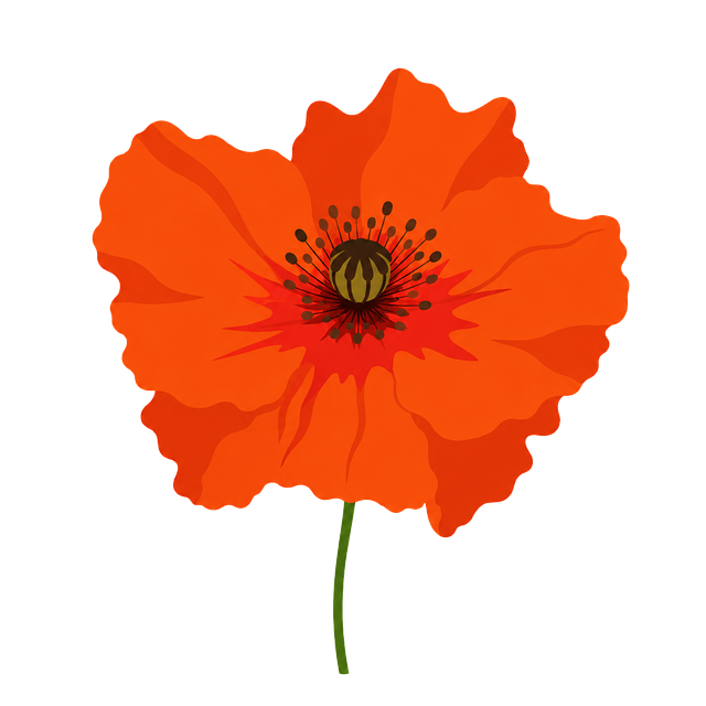 Mohnblume, Orange, Rot, Blume