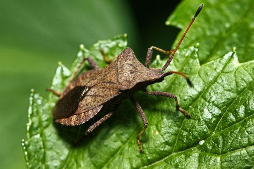 Käfer, Blatt, Natur, Gold, Details