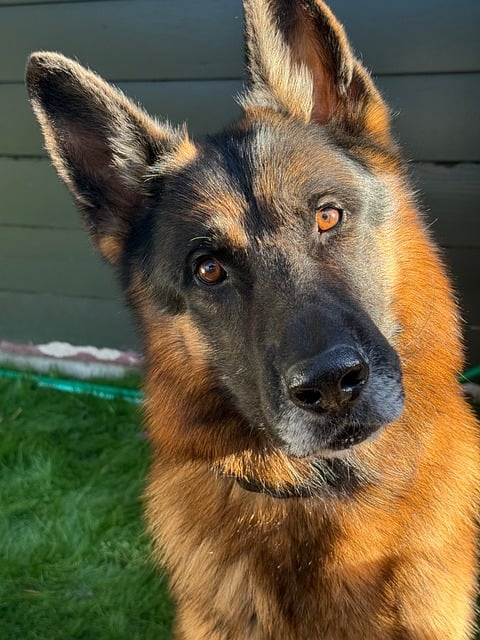 Free German Shepherd Dog photo and picture