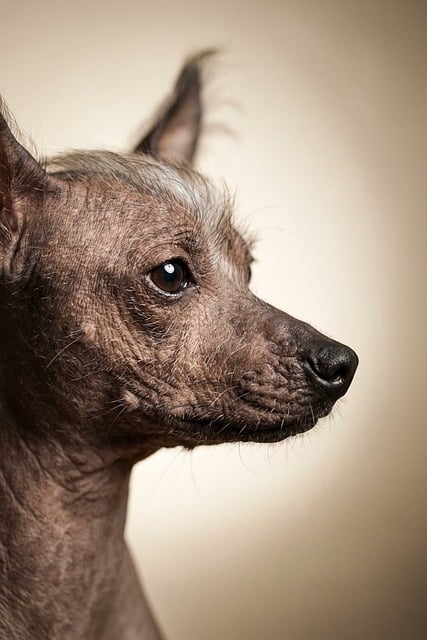 Free xoloitzcuintli nature mexican hairless dog illustration