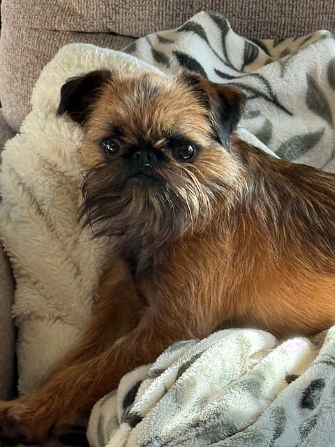Free Dog Griffon photo and picture