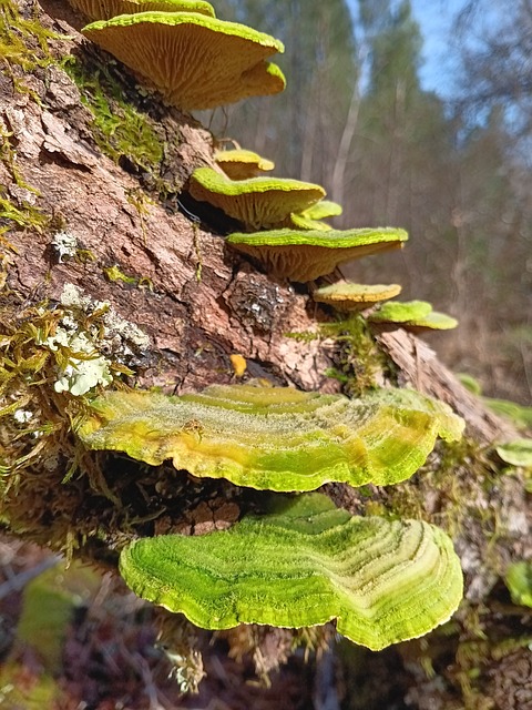 Free Tree Mushrooms photo and picture